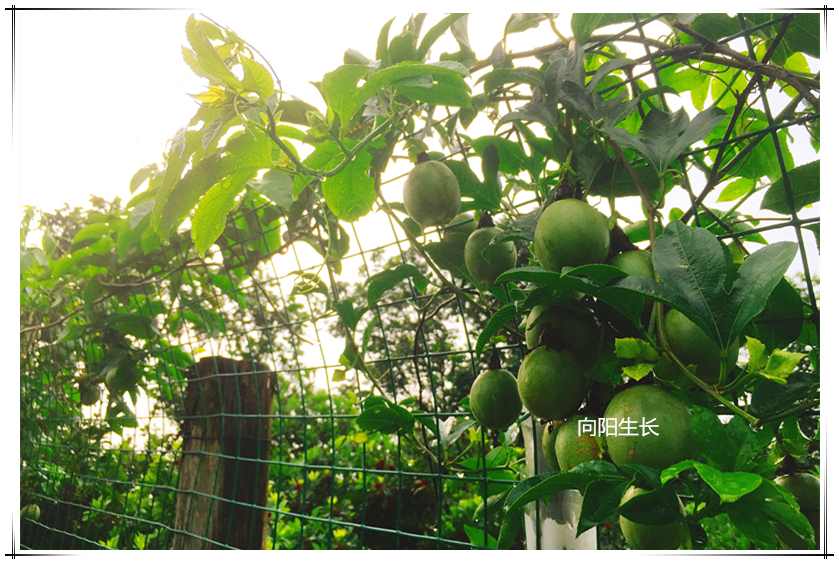 首页| Aggame游戏平台官方网站